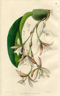 1846ǯ Edwards's Botanical Register No.57  ȥꥳԥꥢ° PILUMNA laxa