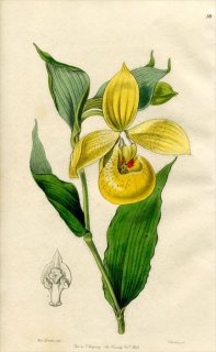 1846ǯ Edwards's Botanical Register No.58  ĥ꥽° CYPRIPEDIUM Irapeanum