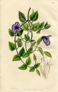 1846ǯ Edwards's Botanical Register No.62 ʲ ĥ륦ꥯ° TORENIA concolor