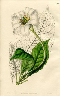 1846ǯ Edwards's Botanical Register No.63 Ͳ ˥° GARDENIA Devoniana