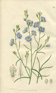 1846ǯ Edwards's Botanical Register No.64 ֥ʲ إꥪե° HELIOPHILA trifida