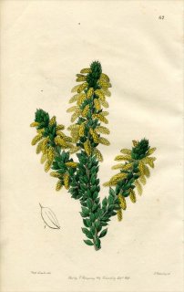 1846ǯ Edwards's Botanical Register No.67 ޥ ° ACACIA moesta