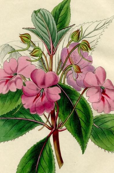 1846年 Edwards S Botanical Register No 68 ツリフネソウ科 ツリフネソウ属 Impatiens Platypetala アンティークプリント ボタニカルアート 博物画の通販サイト Spirito Di Artigiano 1846年 Edwards S Botanical Register No 68 ツリフネソウ科 ツリフネソウ属 Impatiens Platypetala アンティークプリント ボタニカルアート 博物画の通販サイト Spirito Di Artigiano