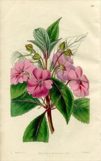 1846ǯ Edwards's Botanical Register No.68 ĥեͥ ĥեͥ° IMPATIENS platypetala