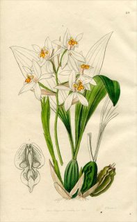1846ǯ Edwards's Botanical Register No.69  ° COELOGYNE ochracea