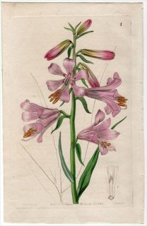 1845ǯ Edwards's Botanical Register No.1  Υȥꥢ° LILIUM Thomsonianum