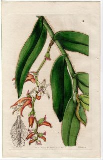 1845ǯ Edwards's Botanical Register No.2  ȥꥳȥ° ERIA vestita