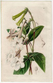 1845ǯ Edwards's Botanical Register No.3 勵Х ˥° GLOXINIA tubiflora
