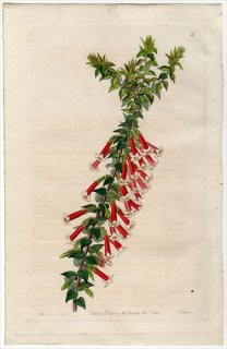1845ǯ Edwards's Botanical Register No.5 ĥĥ ѥꥹ° EPACRIS miniata