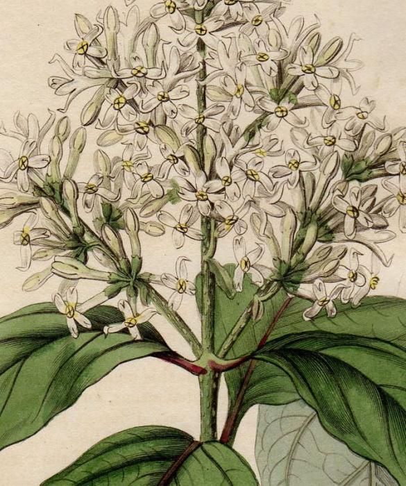 1845年 Edwards S Botanical Register No 6 モクセイ科 ハシドイ属 ヒマラヤハシドイ Syringa Emodi アンティークプリント ボタニカルアート 博物画の通販サイト Spirito Di Artigiano