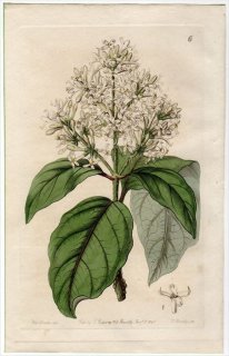 1845ǯ Edwards's Botanical Register No.6 ⥯ ϥɥ° ҥޥϥɥ SYRINGA Emodi