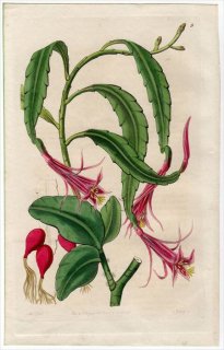 1845ǯ Edwards's Botanical Register No.9 ܥƥ ǥĥ° DISOCACTUS biformis ¿ʪ