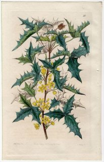 1845ǯ Edwards's Botanical Register No.10 ᥮ ᥮° BERBERIS trifoliata