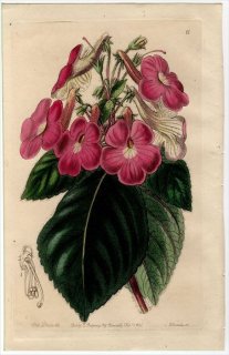 1845ǯ Edwards's Botanical Register No.11 勵Х ͥ° ACHIMENES grandiflora