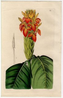 1845ǯ Edwards's Botanical Register No.12 ĥͥΥޥ եɥ° APHELANDRA aurantiaca