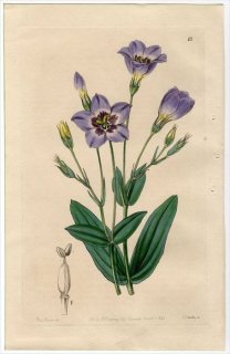 1845ǯ Edwards's Botanical Register No.13 ɥ 桼ȥ° ȥ륳祦 EUSTOMA exaltatum