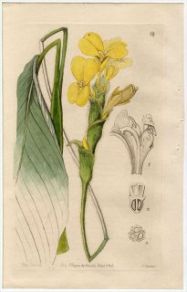 1845年 Edwards's Botanical Register No.14 クズウコン科 カラテア属 CALATHEA villosa