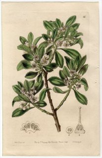 1845ǯ Edwards's Botanical Register No.15 ޥΥϥ ߥݥ° MYOPORUM serratum