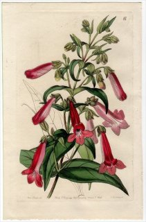 1845ǯ Edwards's Botanical Register No.16 Х ֥° PENTSTEMON gentianoides