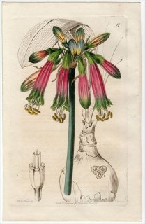 1845ǯ Edwards's Botanical Register No.17 ҥХʲ եɥʥå° PHAEDRANASSA chloracra