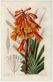 1845ǯ Edwards's Botanical Register No.18 ֥ɥեǥ ֥ɥեǥ° BLANDFORDIA marginata