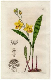 1845ǯ Edwards's Botanical Register No.19  ȥ° SPATHOGLOTTIS Fortuni