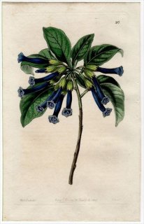 1845ǯ Edwards's Botanical Register No.20 ʥ ° IOCHROMA tubulosa