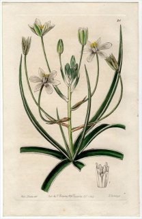 1845ǯ Edwards's Botanical Register No.21  ޥ° ORNITHOGALUM marginatum