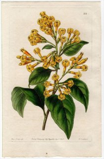 1845ǯ Edwards's Botanical Register No.22 ʥ ȥ° CESTRUM aurantiacum