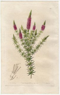 1845ǯ Edwards's Botanical Register No.23  ߥȥΥ° DYSOPHYLLA stellata