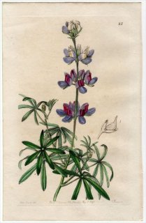 1845ǯ Edwards's Botanical Register No.25 ޥ ԥ̥° LUPINUS ramosissimus