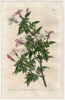 1845ǯ Edwards's Botanical Register No.26 ⥯ ° 㥹ߥ JASMINUM affine