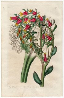 1845ǯ Edwards's Botanical Register No.27 ٥󥱥 ٥ꥢ° ECHEVERIA Scheerii ¿ʪ