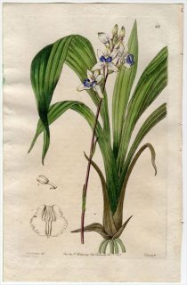 1845ǯ Edwards's Botanical Register No.28  쥢° WARREA cyanea