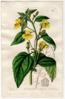 1845ǯ Edwards's Botanical Register No.29 ȥ٥ ǥ˥° GOODENIA grandiflora