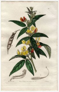 1845ǯ Edwards's Botanical Register No.31 ޥ ޥ° CAJANUS bicolor