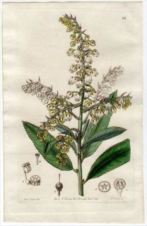 1845ǯ Edwards's Botanical Register No.32 ĥĥ ޥ° ARCTOSTAPHYLOS nitida