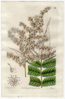 1845ǯ Edwards's Botanical Register No.33 Х ۥʥʥޥ° SPIRAEA Lindleyana