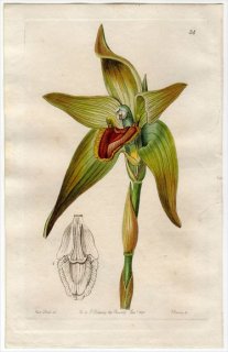 1845ǯ Edwards's Botanical Register No.34  ꥫ° LYCASTE gigantea