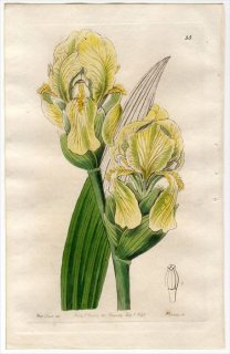 1845ǯ Edwards's Botanical Register No.35  ° IRIS imbricata