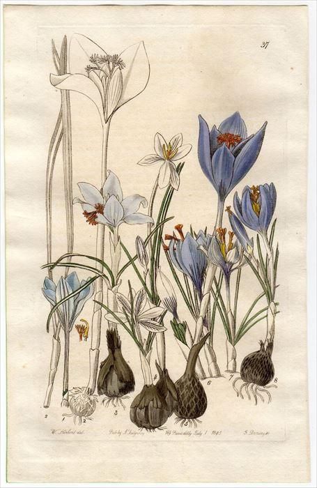 油絵。クロッカス。 1845年 Edwards's Botanical Register No.37 アヤメ科
