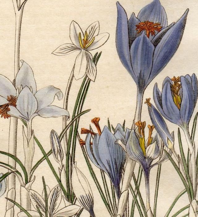 油絵。クロッカス。 1845年 Edwards's Botanical Register No.37 アヤメ科