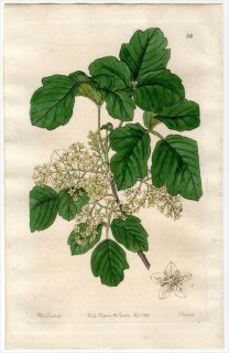 1845ǯ Edwards's Botanical Register No.38 륷 륷° RHUS diversiloba