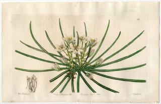 1845ǯ Edwards's Botanical Register No.39  ޥ° ORNITHOGALUM nanum