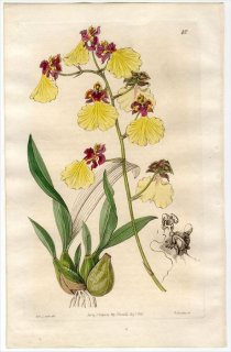 1845ǯ Edwards's Botanical Register No.40  󥷥° ONCIDIUM spilopterum