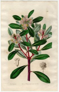 1845ǯ Edwards's Botanical Register No.43 ߥɥ ɥߥ° TASMANNIA aromatica