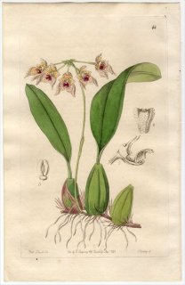 1845ǯ Edwards's Botanical Register No.44  ޥť° BOLBOPHYLLUM umbellatum