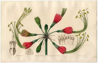 1845ǯ Edwards's Botanical Register No.45 ҥХʲ ° CALLIPSYCHE eucrosioides