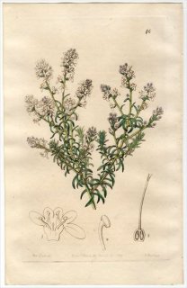 1845ǯ Edwards's Botanical Register No.46 ޥΥϥ 饴° SELAGO distans
