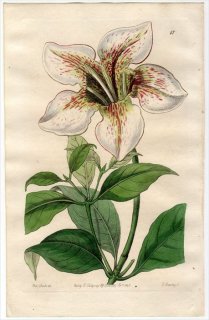 1845ǯ Edwards's Botanical Register No.47 Ͳ ʥ° GARDENIA Stanleyana
